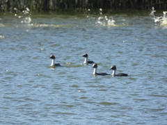Podiceps occipitalis