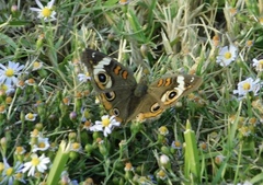 Junonia coenia