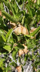 Bridgesia incisifolia