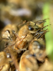 Apis mellifera