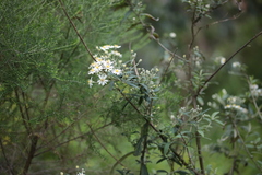 Olearia lirata