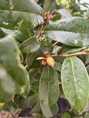 Magnolia