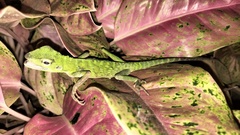 Bronchocela jubata