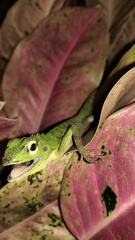 Bronchocela jubata