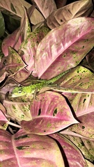 Bronchocela jubata