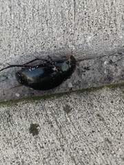 Hydrophilus triangularis