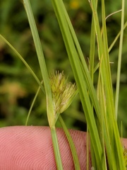 Carex sychnocephala