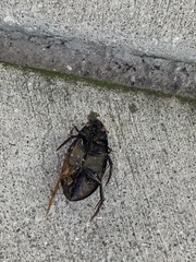 Hydrophilus triangularis