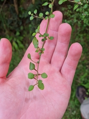 Teucrium parvifolium