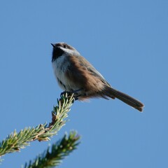 Poecile hudsonicus