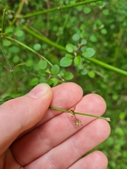 Teucrium parvifolium