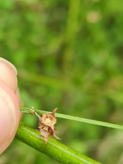 Teucrium parvifolium