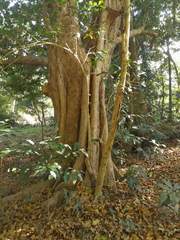 Syzygium tierneyanum