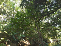 Syzygium tierneyanum