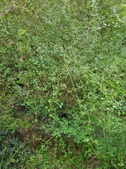 Teucrium parvifolium