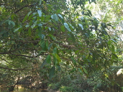 Syzygium tierneyanum