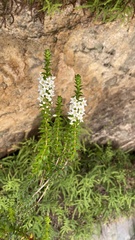 Epacris pulchella