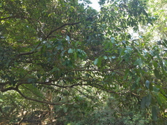 Syzygium tierneyanum