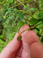 Teucrium parvifolium