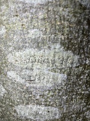 Lecidella elaeochroma