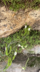 Epacris pulchella