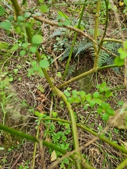 Teucrium parvifolium