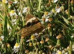 Junonia coenia