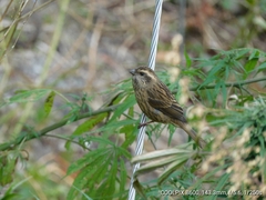 Carpodacus rodochroa