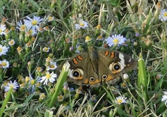 Junonia coenia