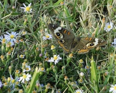 Junonia coenia