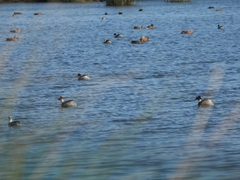 Podiceps occipitalis