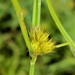 Many-headed Sedge - Photo (c) Nate Martineau, some rights reserved (CC BY-NC), uploaded by Nate Martineau