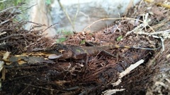 Agamidae