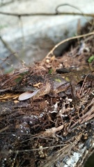 Agamidae