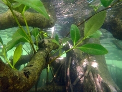 Avicennia marina