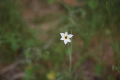 Sisyrinchium micranthum
