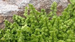 Adiantum chilense