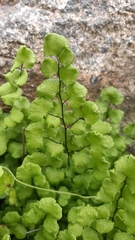 Adiantum chilense