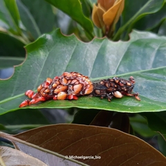 Phobetron hipparchia