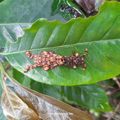 Phobetron hipparchia