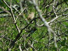 Phacellodomus sibilatrix