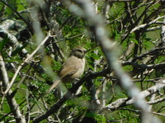 Phacellodomus sibilatrix