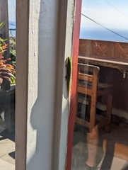 Phelsuma laticauda laticauda