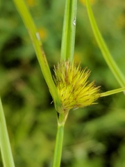 Carex sychnocephala