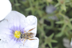 Lanthanomelissa parva
