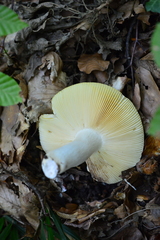 Russula alutacea