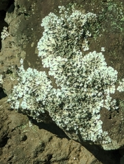 Parmotrema hypotropum