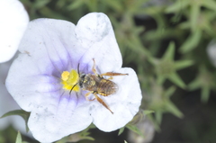 Lanthanomelissa parva