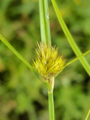 Carex sychnocephala