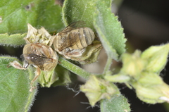 Diadasia